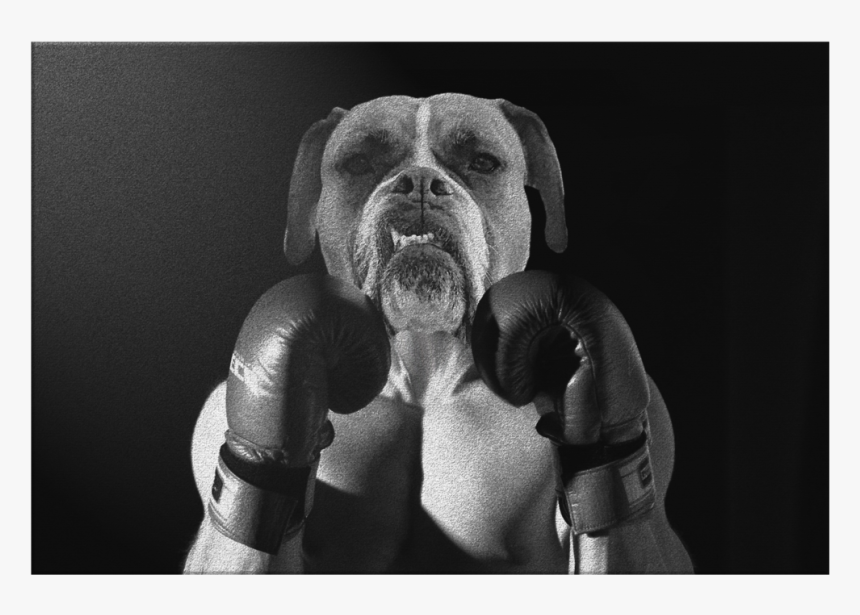 Boxer, HD Png Download, Free Download