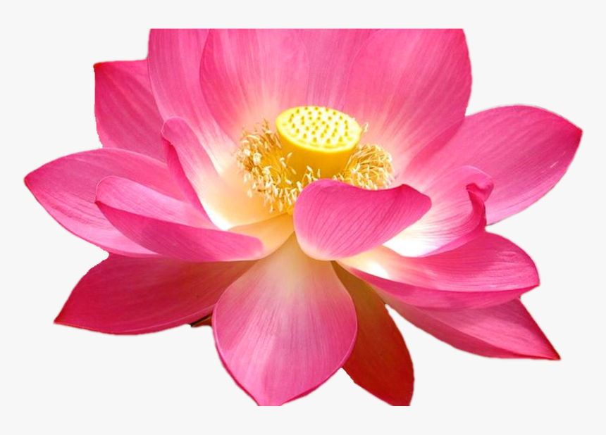 Lotus Flower Tumblr Background 10773 Interiordesign - Lotus Flower Transparent, HD Png Download, Free Download