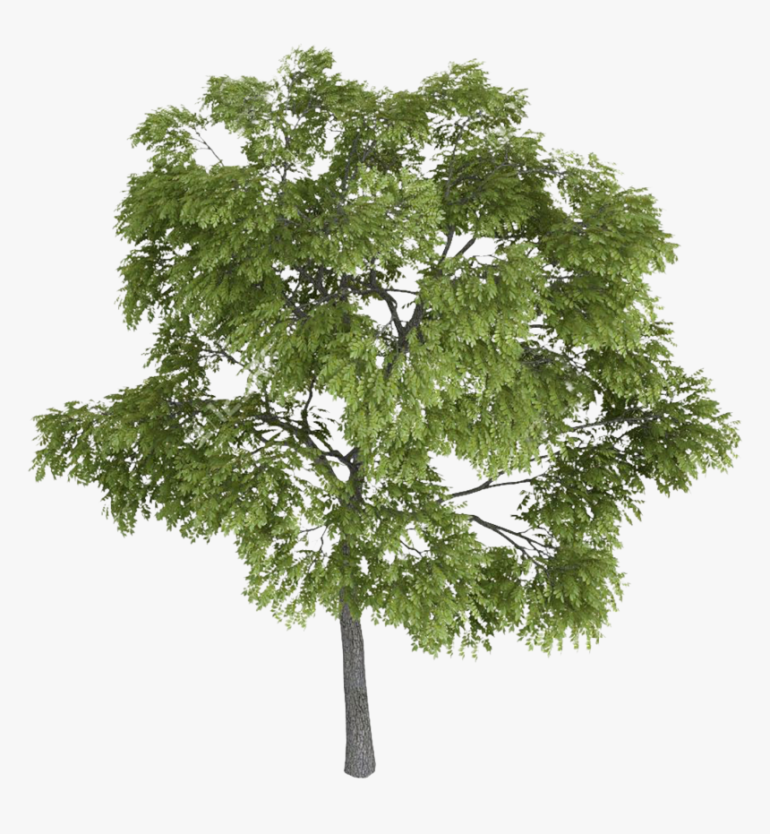 Facade Tree Photoshop, HD Png Download, Free Download