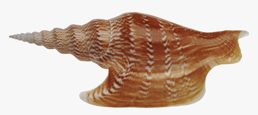 Seashell Png - Ракушки, Transparent Png, Free Download