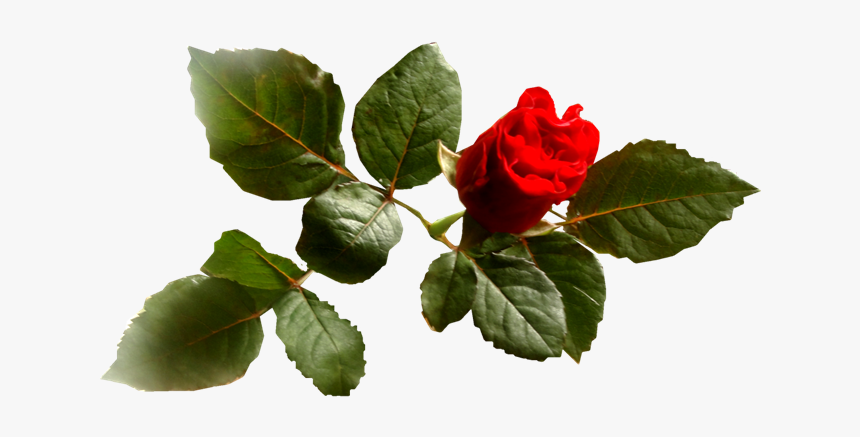 Rose, HD Png Download, Free Download