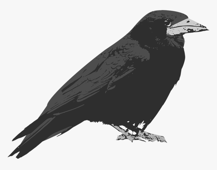 Raven Bird Clipart , Png Download - Raven Bird Cartoon, Transparent Png, Free Download