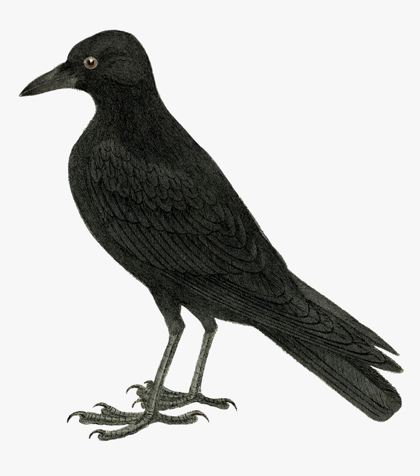 Halloween Crow Transparent Image - Printable Crow, HD Png Download, Free Download