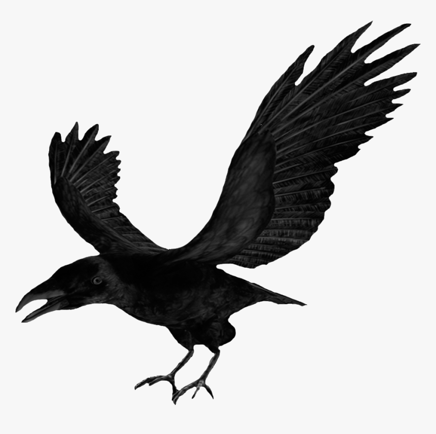 Transparent Flying Crows Png - Crow Clipart, Png Download, Free Download