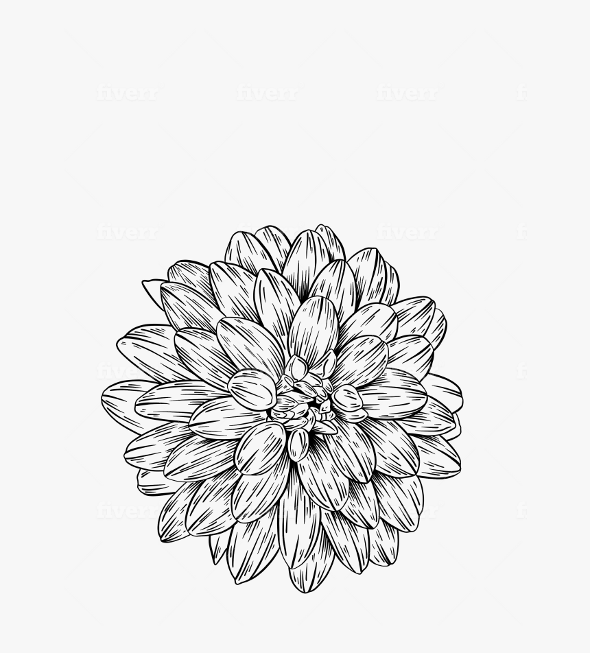 Common Zinnia, HD Png Download, Free Download