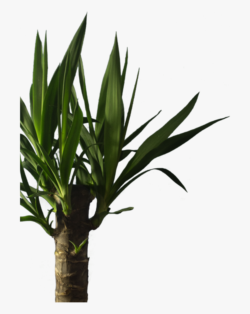 Houseplant, HD Png Download, Free Download