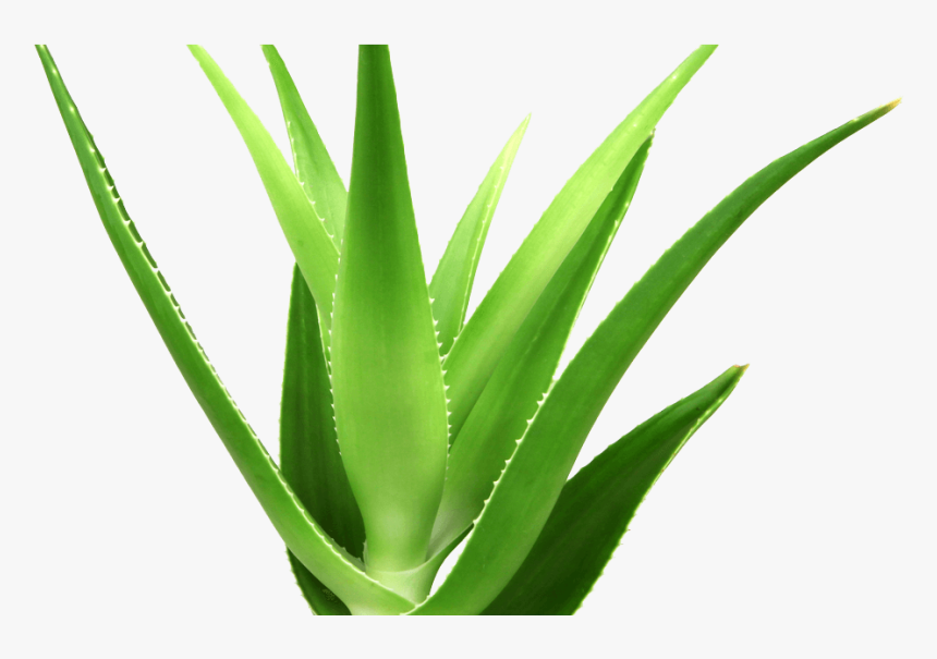 Box Of Ale Vera - Aloes, HD Png Download, Free Download