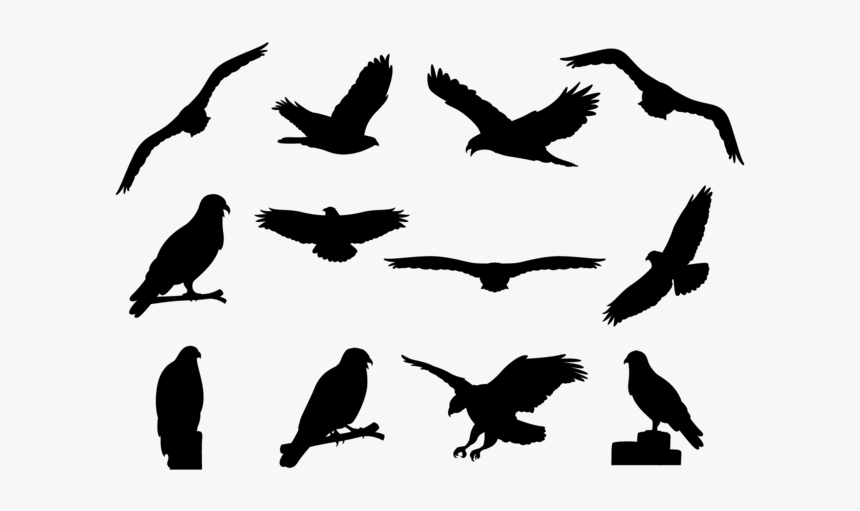 Buzzard Silhouettes Vector - Common Buzzard Silhouette, HD Png Download, Free Download