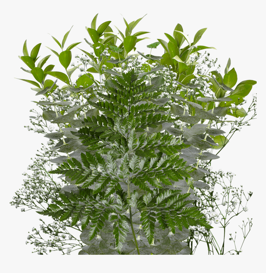 Floral Bouquets Greenery Wholesale Filler Flowers For - Tree, HD Png Download, Free Download