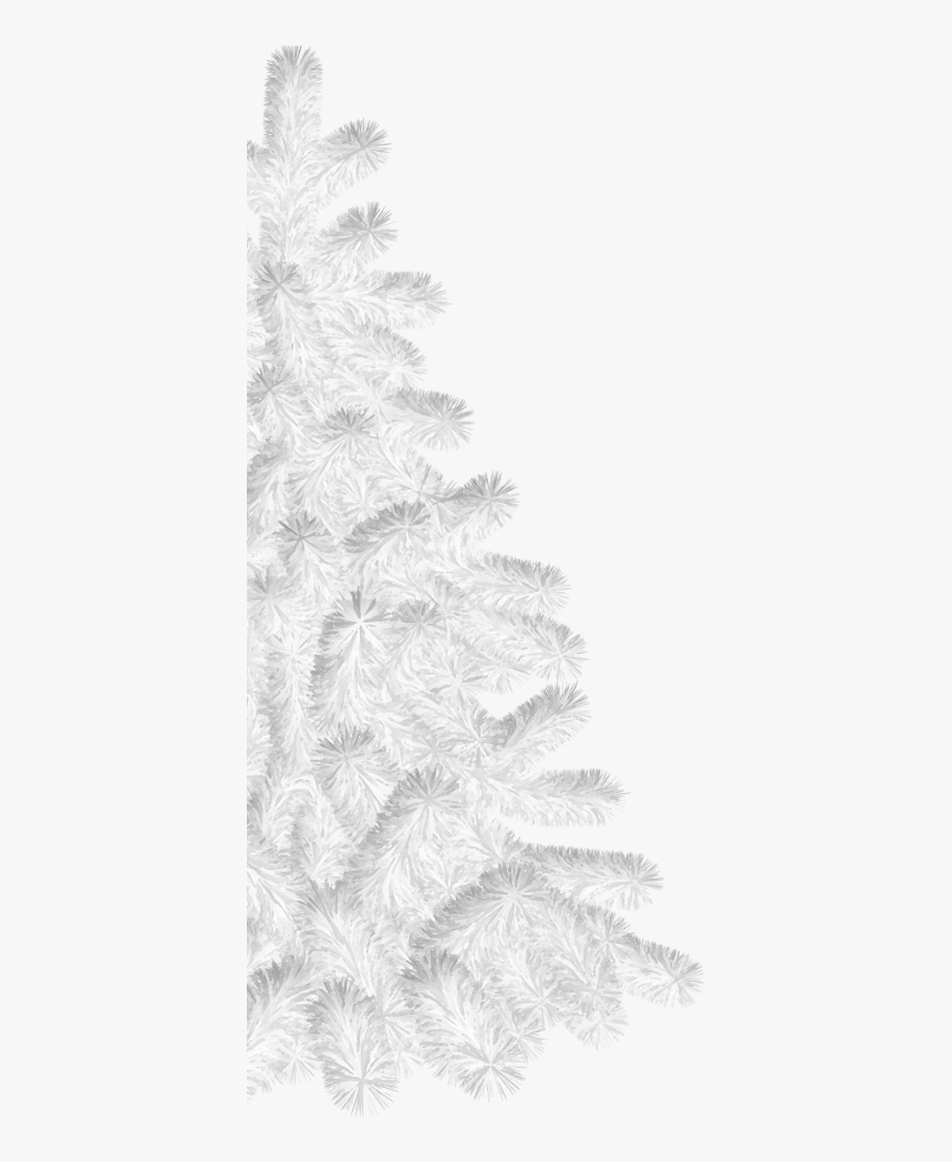 Spruce Fir Tree Christmas Day Free Photo Png Clipart - Illustration, Transparent Png, Free Download