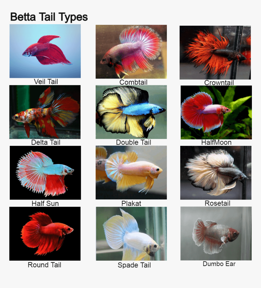 Combtail Betta Fish, HD Png Download, Free Download