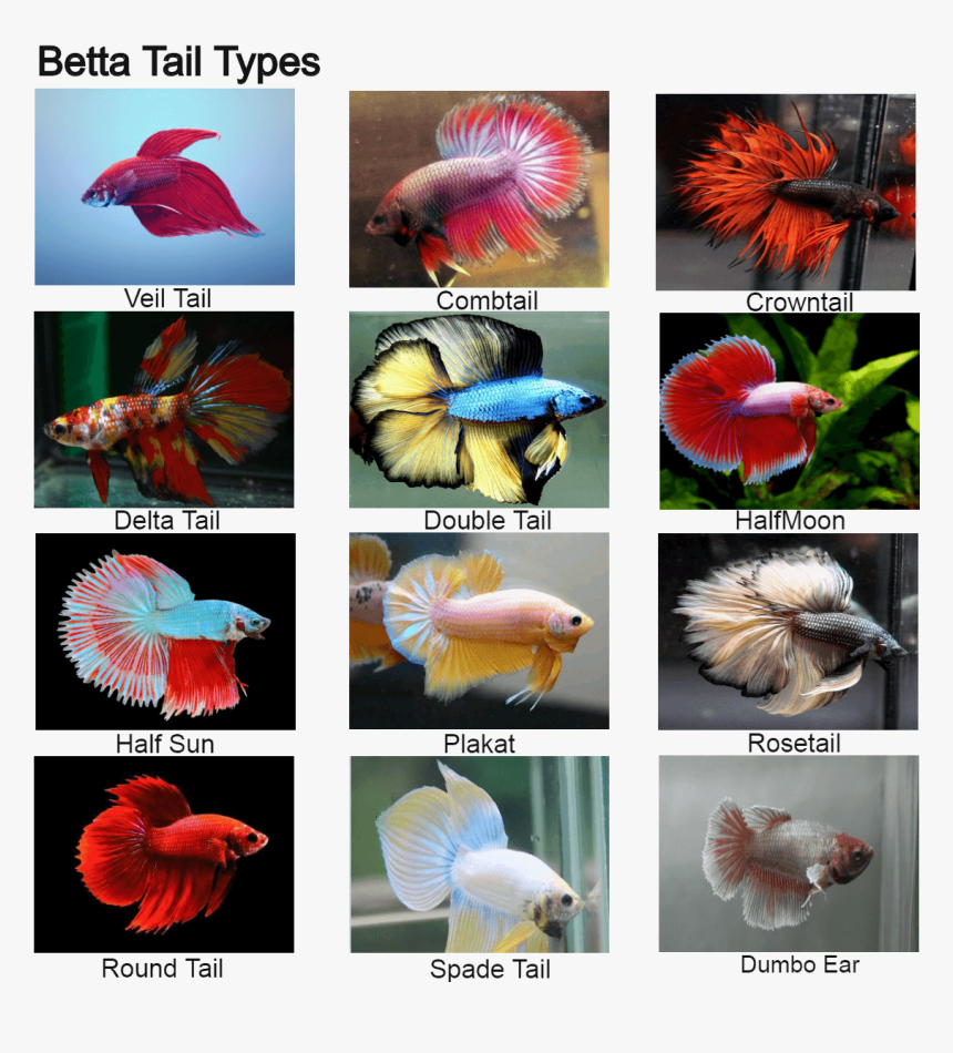 combtail betta fish