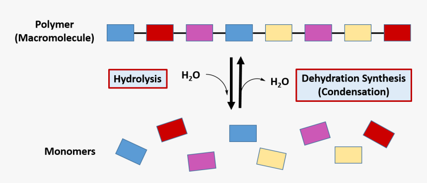 Synthesis And Breakdown Of Polymers, HD Png Download, Free Download