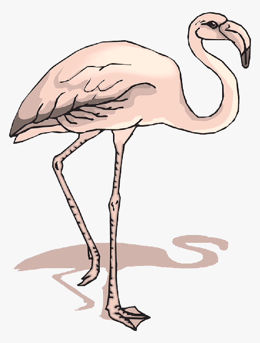 Shadow, Bird, Wings, Flamingo, Long, Neck, Animal, - 2 Legged Zoo Animals Clipart, HD Png Download, Free Download