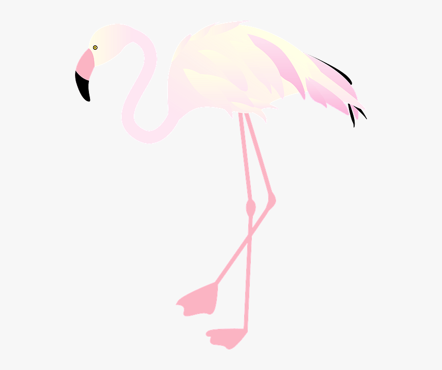 Greater Flamingo, HD Png Download, Free Download