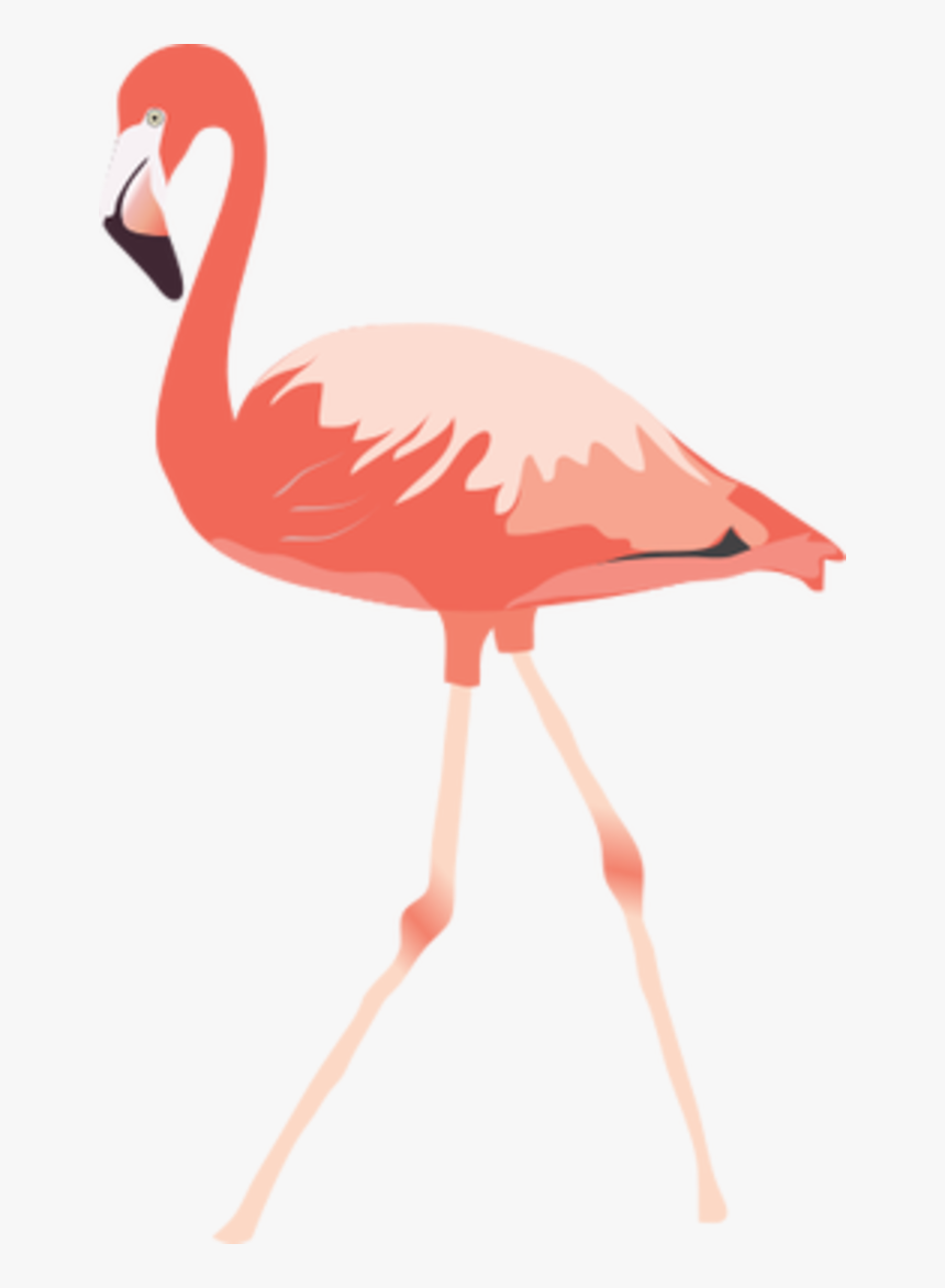 Flamant Rose Dessin Couleur, HD Png Download, Free Download