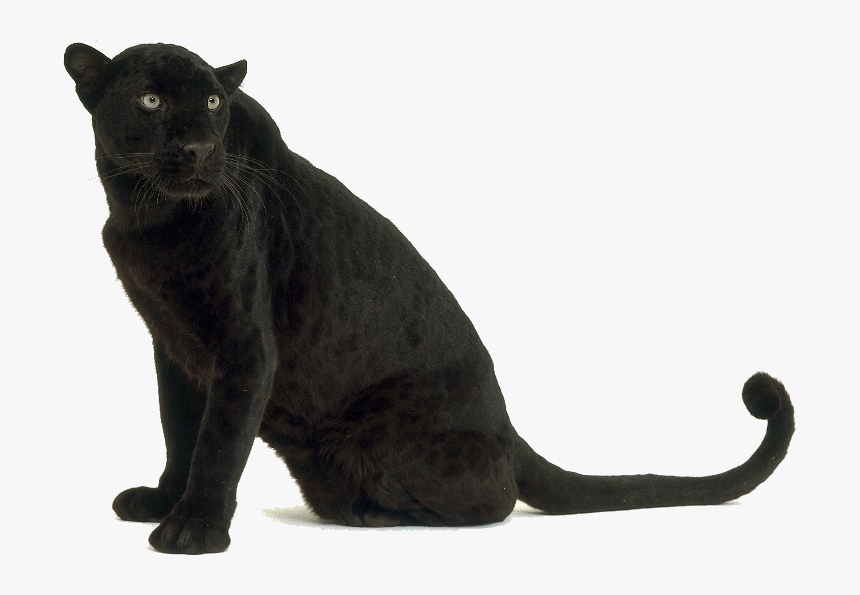 Black Leopard Png - Black Panther Animal Transparent Background, Png  Download - kindpng