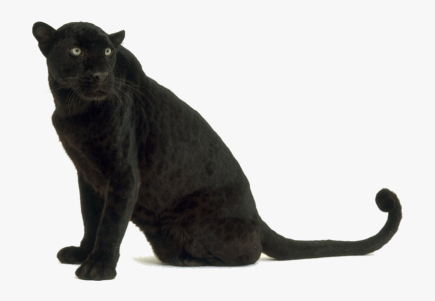 Black Leopard Png - Black Panther Animal Transparent Background, Png Download, Free Download