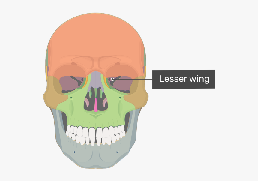 Maxillary Process Zygomatic Bone, HD Png Download, Free Download