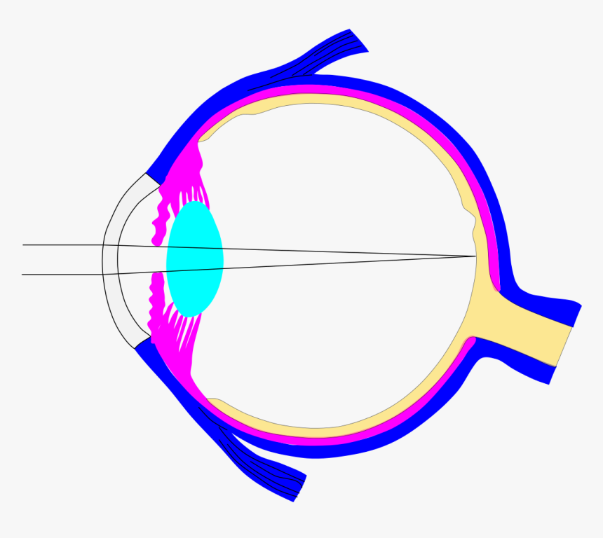 Transparent Rays Vector Png - Diameter Of Crystalline Lens In Eyeball, Png Download, Free Download