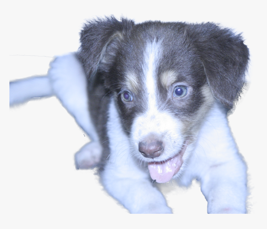 Companion Dog , Png Download - Companion Dog, Transparent Png, Free Download