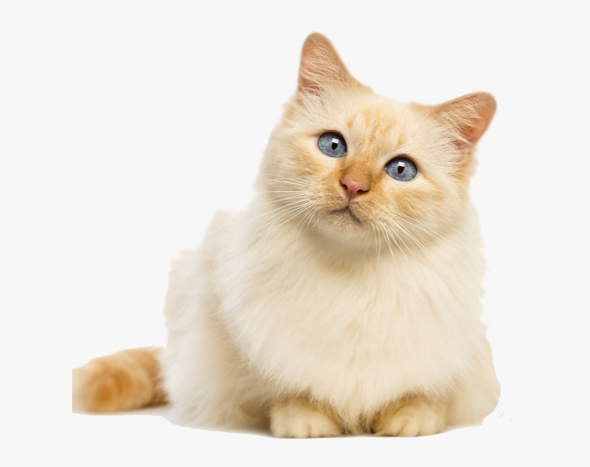 Fluffy Cat Transparent Background , Png Download - Transparent Background Cat Transparent, Png Download, Free Download