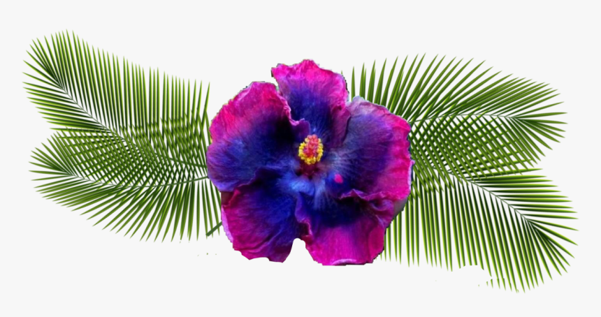 Hawaiian Hibiscus, HD Png Download, Free Download