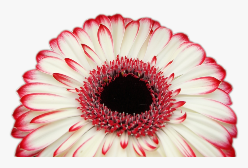 Pretty Flowers Png, Transparent Png, Free Download