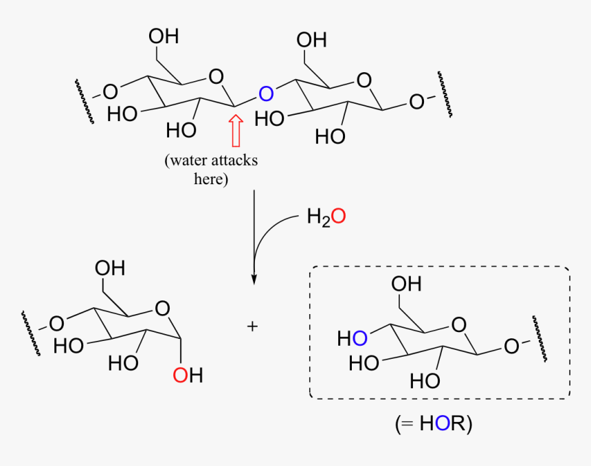 Image018 - Hydrolysis Of Carbohydrates Mechanism, HD Png Download, Free Download