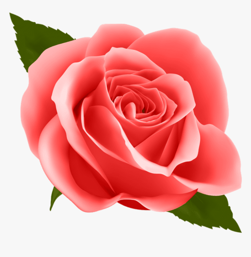 Free Png Red Rose Png Images Transparent - Pink Rose Flower Drawing, Png Download, Free Download
