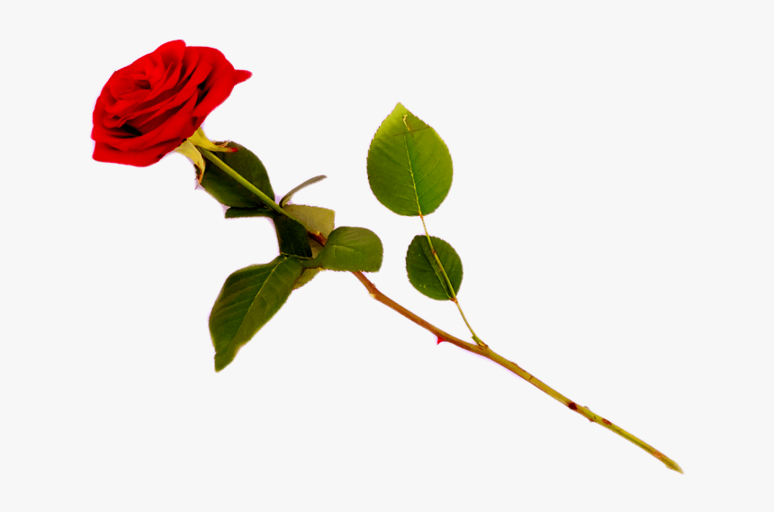 Red Rose Transparent Png Images [free Download] - Floribunda, Png Download, Free Download
