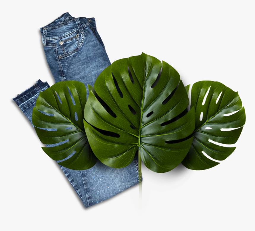 Houseplant, HD Png Download, Free Download