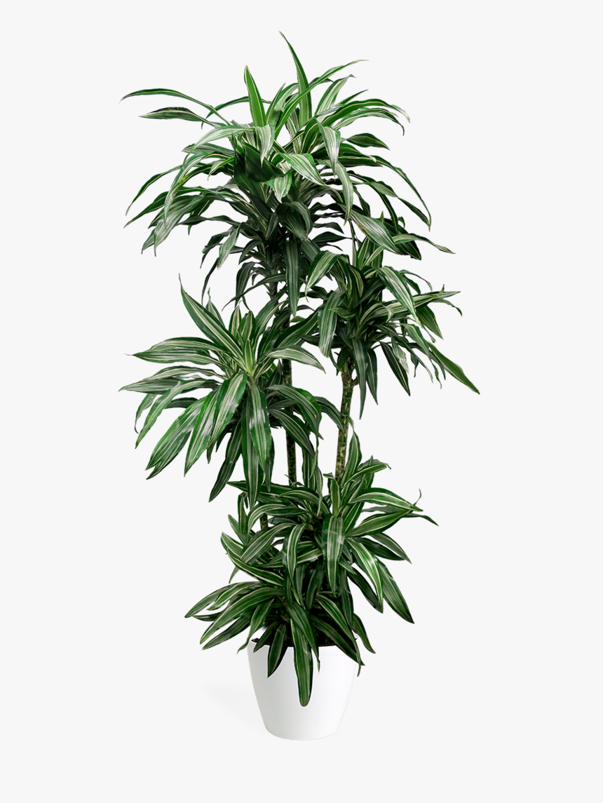 Dracaena Ulysses, HD Png Download, Free Download