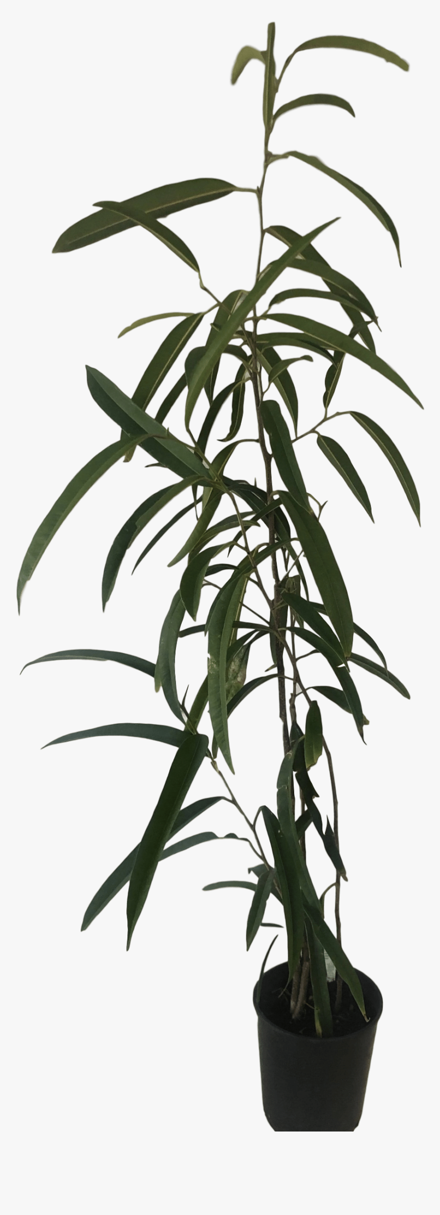 Images - Ficus Longifolia, HD Png Download, Free Download