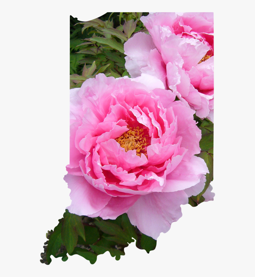 Indiana - Paeonia Suffruticosa, HD Png Download, Free Download