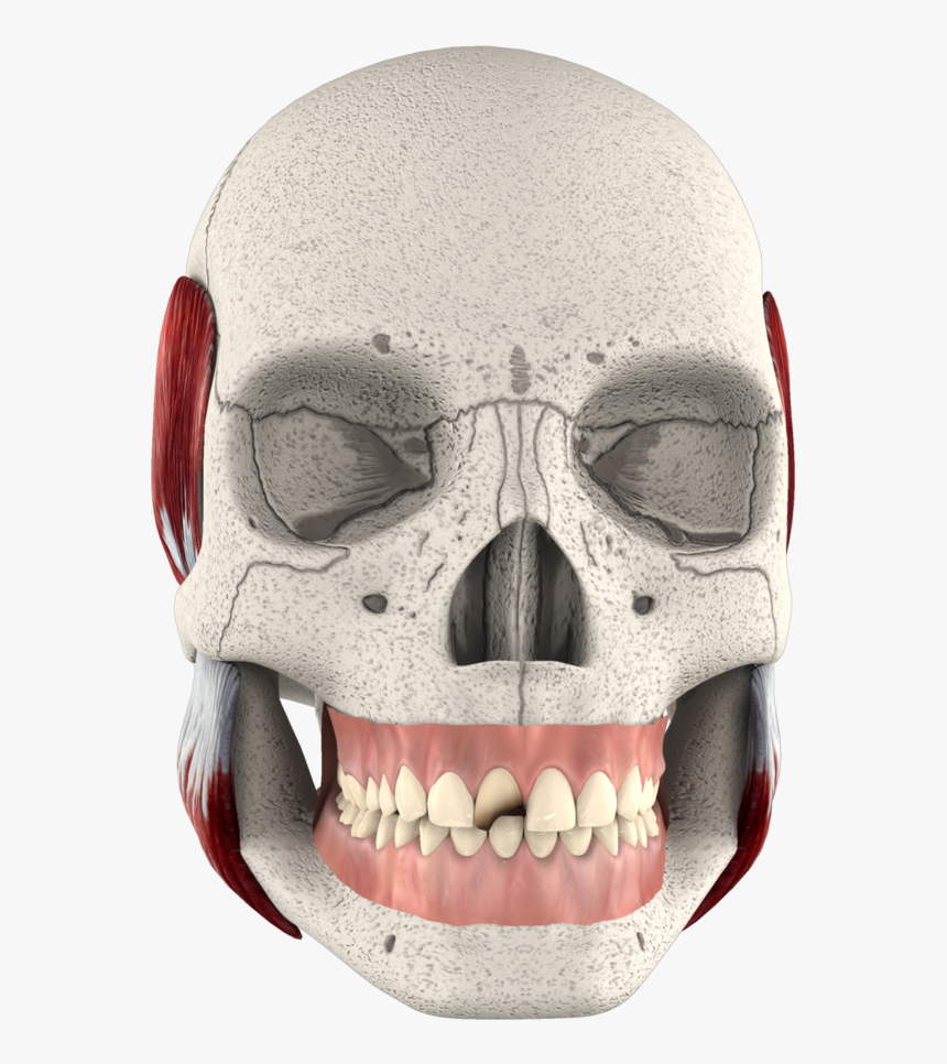 Skull, HD Png Download, Free Download