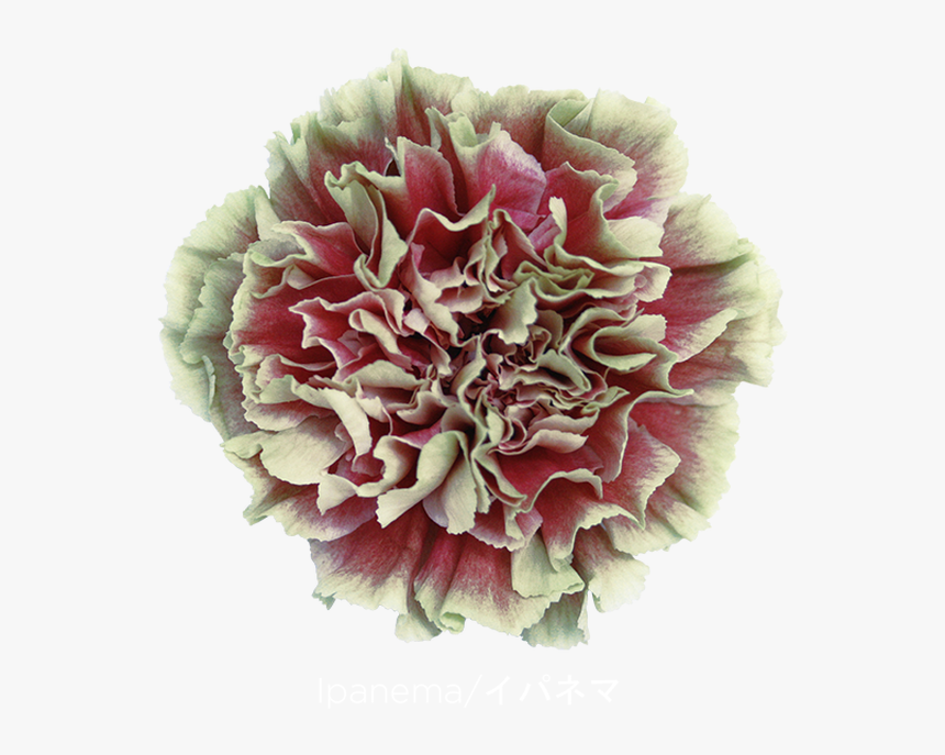 Carnation Ipanema, HD Png Download, Free Download