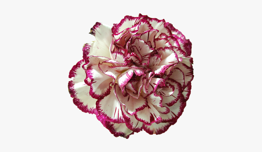 Carnation Flower Beauty Free Photo - Peony, HD Png Download, Free Download