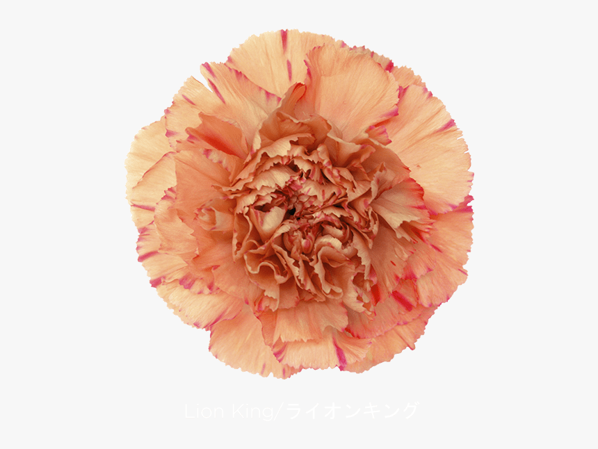 Carnation Lion King - Carnation, HD Png Download, Free Download