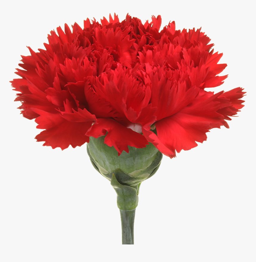 Carnation, HD Png Download, Free Download