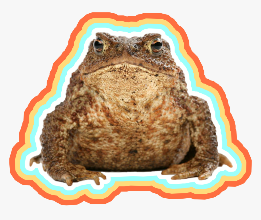 #toad #froggy #frog - Fat Frog White Background, HD Png Download, Free Download