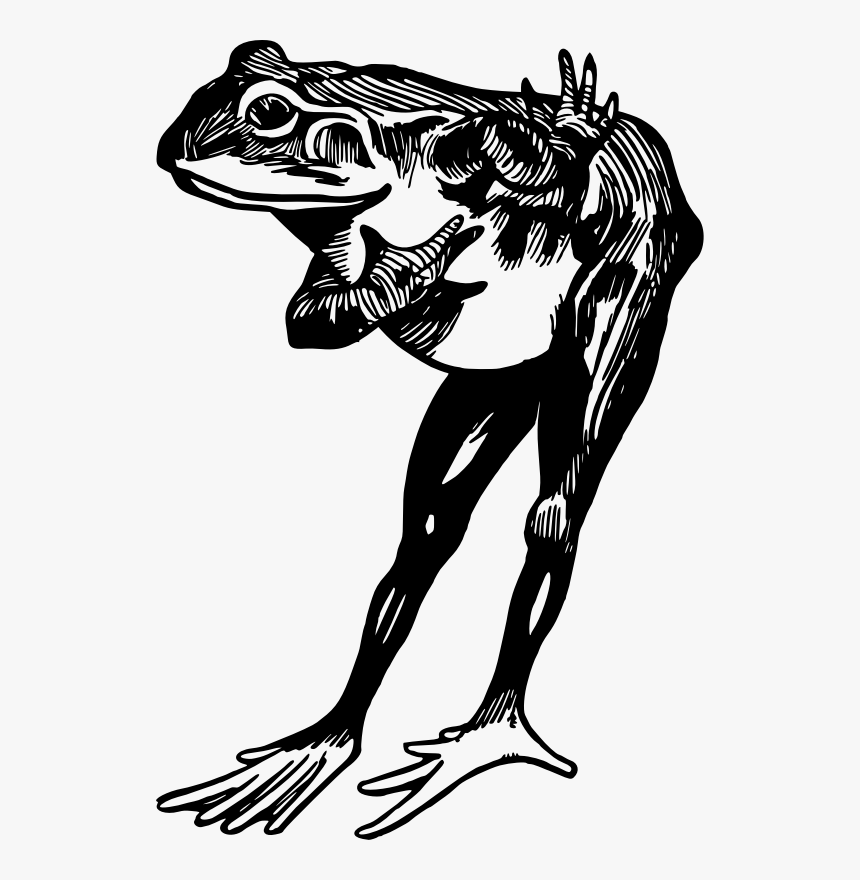 Frog - Frog Black And White, HD Png Download, Free Download