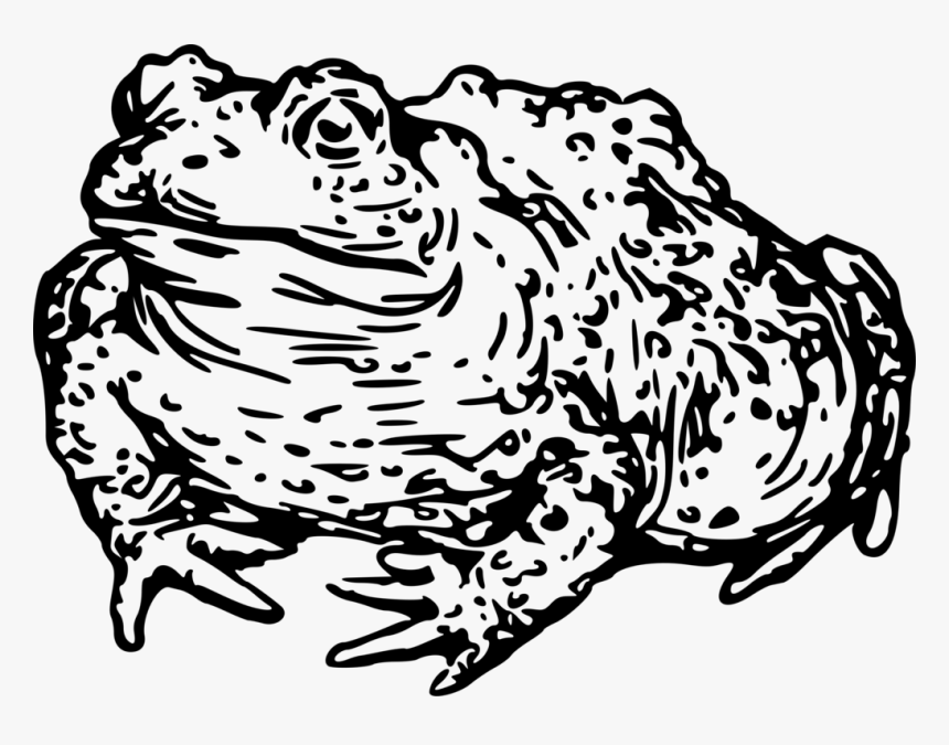 Warty Toad - Toad Black And White Clipart, HD Png Download, Free Download