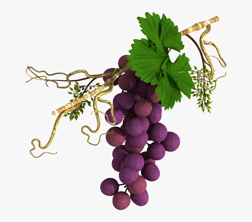 Grape Vine In Horizontal Alignment - Religious Grape Vines, HD Png Download, Free Download