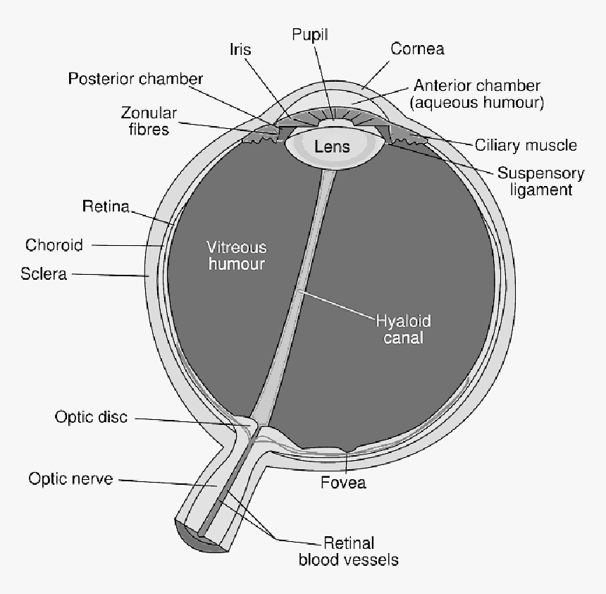 Eyes, Eye, Diagram, Kids, Human, Cartoon, Eyeball - Labeled Eye Cross Section, HD Png Download, Free Download