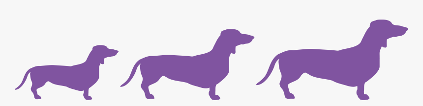 Dachshund, HD Png Download, Free Download