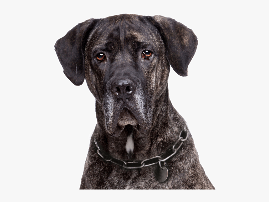 Great Dane, HD Png Download, Free Download