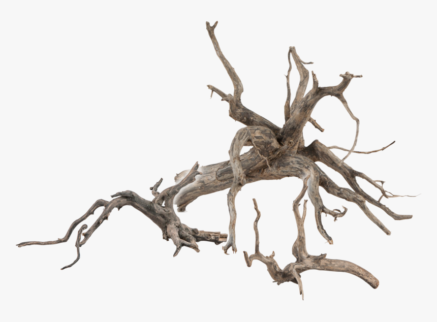 Извилистые корни для фотошопа. Ветвистое дерево с корнями. Корни PNG. Корень png