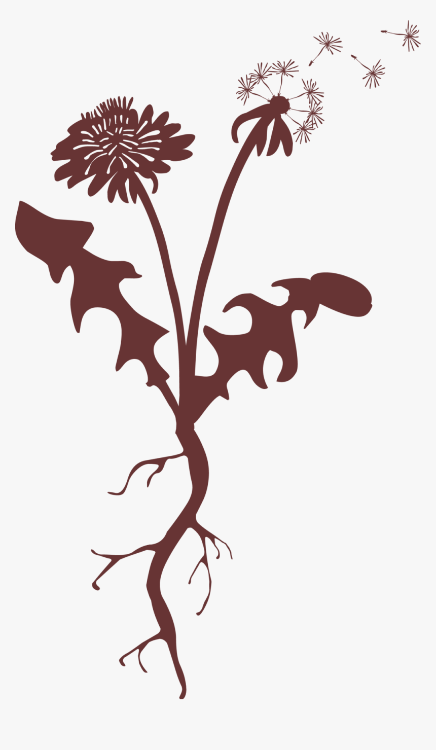 Taproot Image, HD Png Download, Free Download