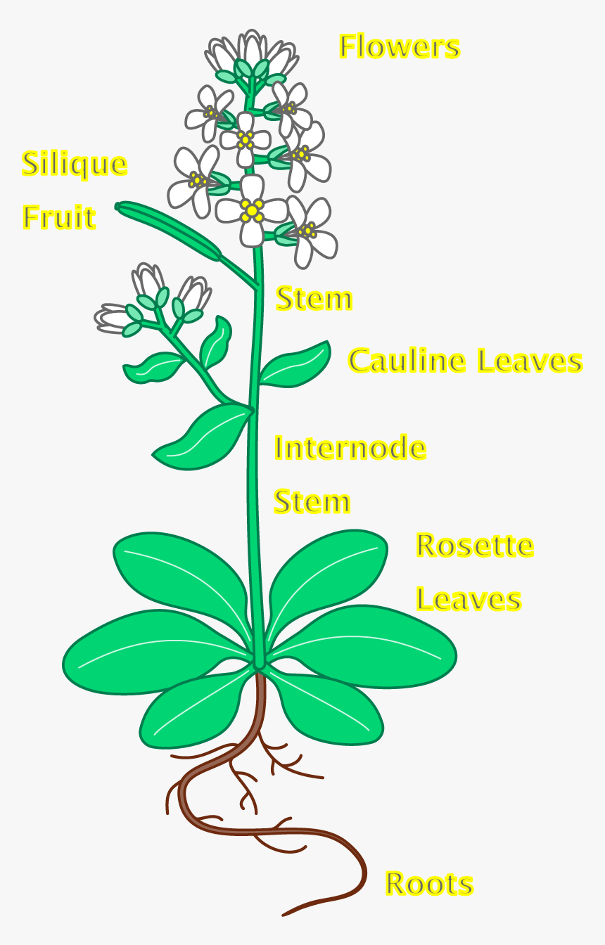 Flower With Roots Panda - Arabidopsis Thaliana Plant Labeled, HD Png Download, Free Download